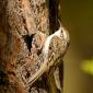 Rampichino alpestre