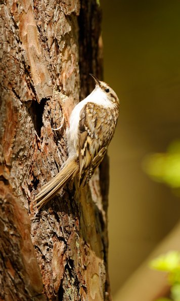 Rampichino alpestre