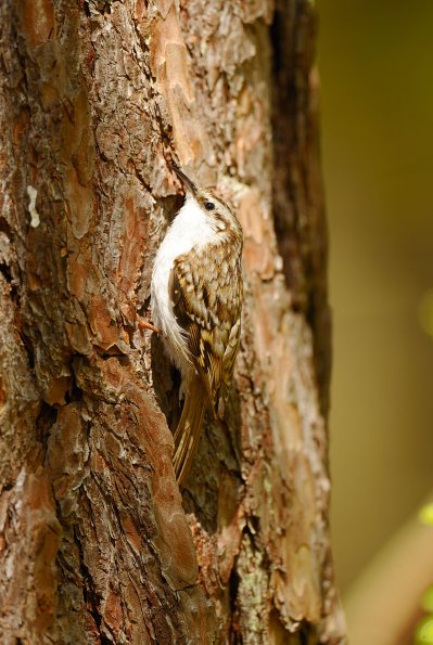 Rampichino alpestre