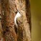 Rampichino alpestre
