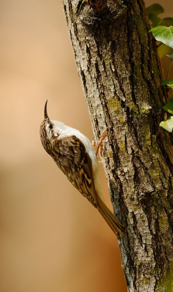 Rampichino alpestre