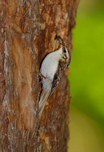 Rampichino alpestre