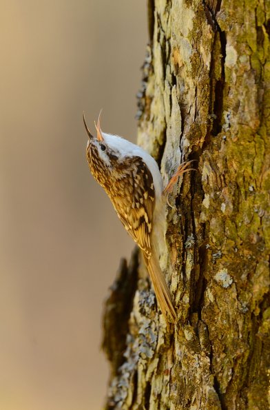 Rampichino alpestre 