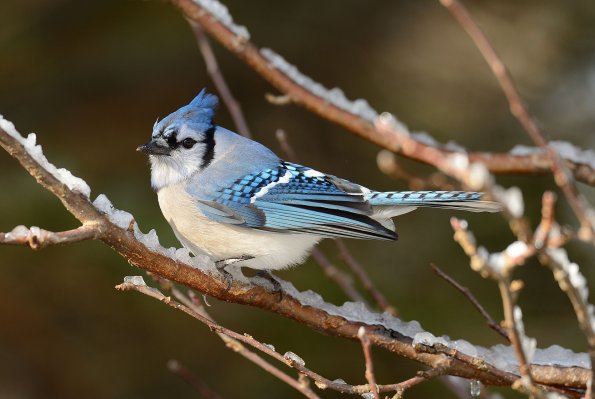Blue jay