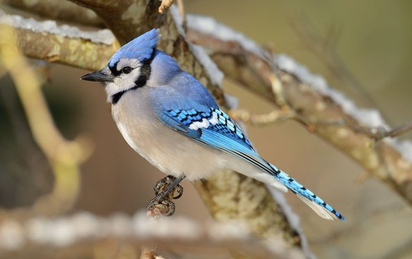 Blue jay