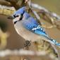 Blue jay