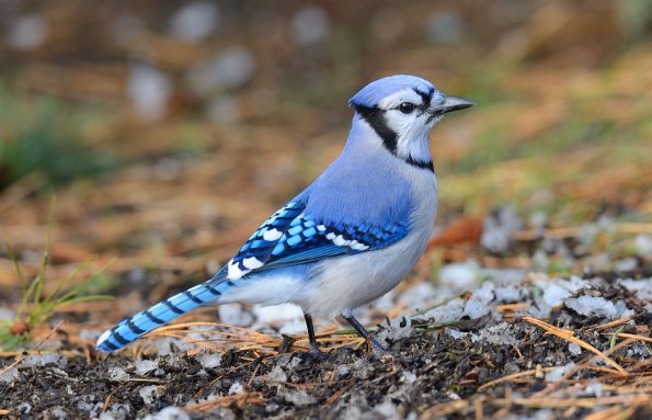Blue jay