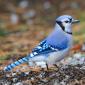 Blue jay