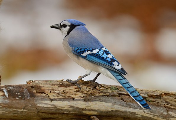 Blue jay