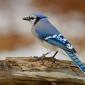 Blue jay