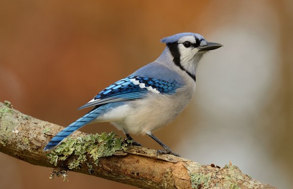 Blue jay
