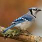 Blue jay