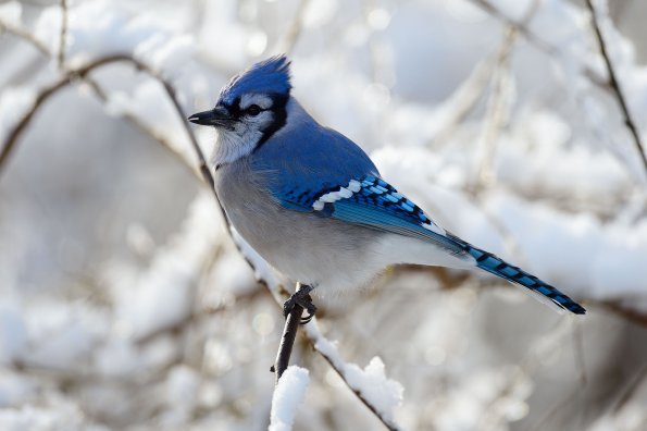Blue jay