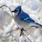 Blue jay