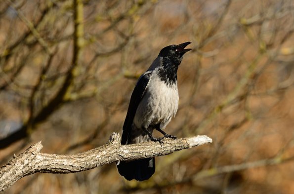 Cornacchia grigia