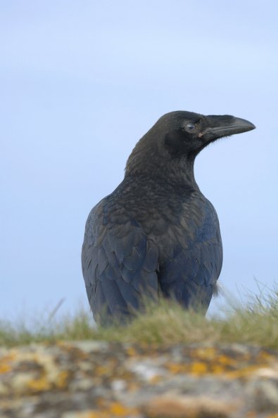 Corvo imperiale