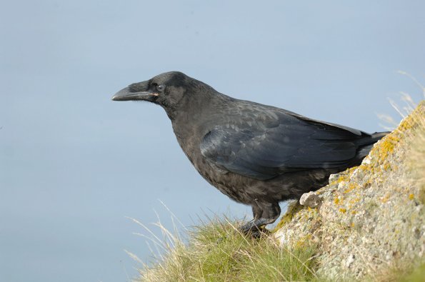 Corvo imperiale