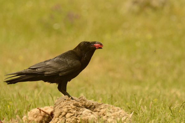 Corvo imperiale