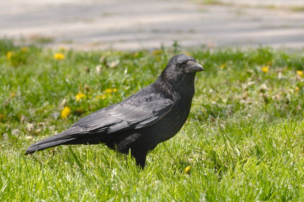 Cornacchia nera