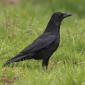 Corvidae