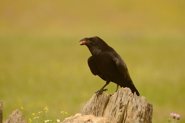 Corvo imperiale