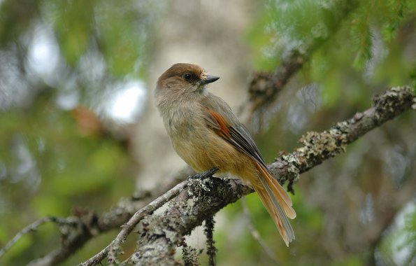 Ghiandaia siberiana