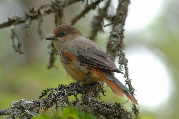 Ghiandaia siberiana