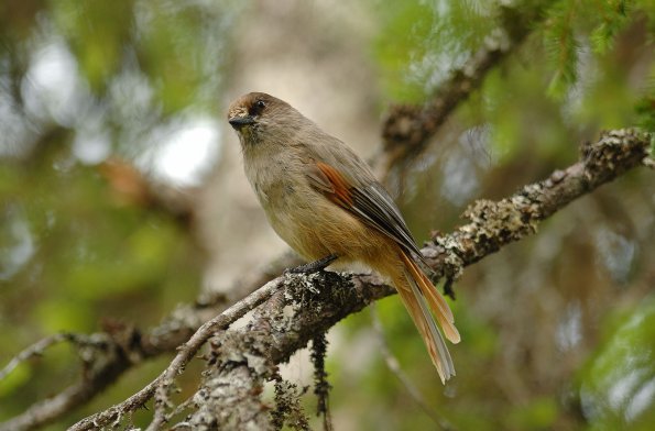 Ghiandaia siberiana