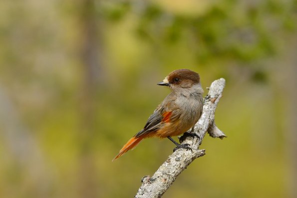 Ghiandaia siberiana