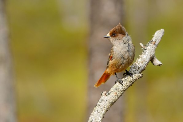 Ghiandaia siberiana