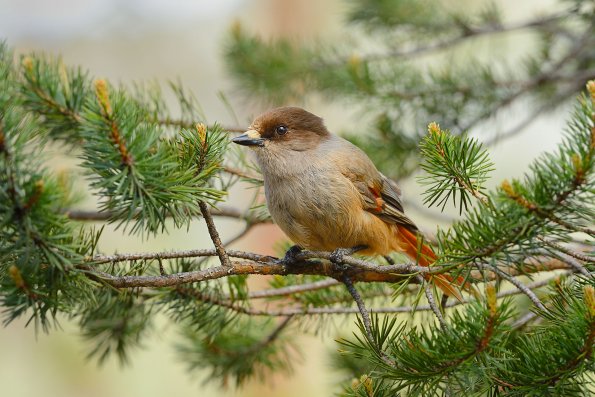 Ghiandaia siberiana