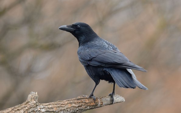 Cornacchia nera