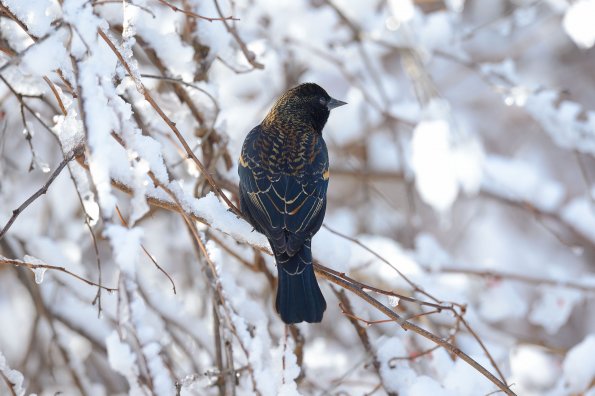 Red-winged Blackbird 