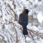 Red-winged Blackbird 