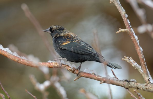 Red-winged Blackbird 