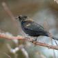 Red-winged Blackbird 