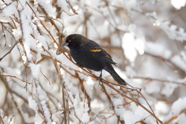 Red-winged Blackbird 