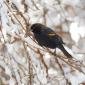 Red-winged Blackbird 