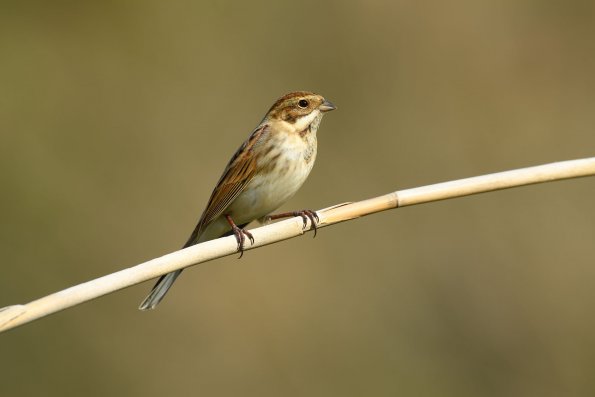 Migliarino di palude