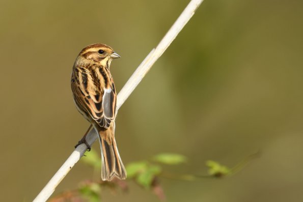 Migliarino di palude
