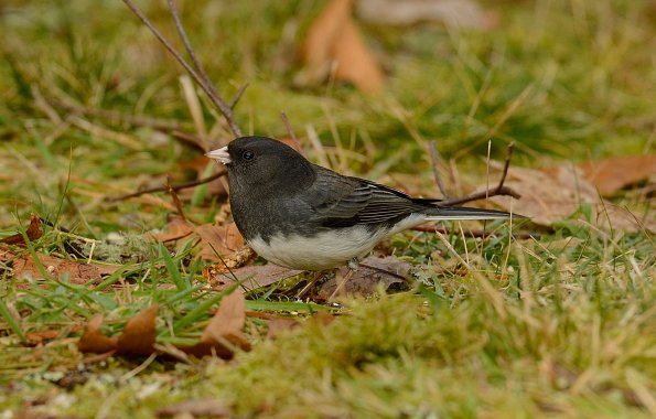 Dark-eyed junco