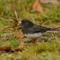 Dark-eyed junco