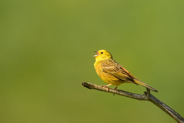 Zigolo giallo