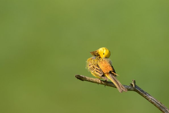 Zigolo giallo
