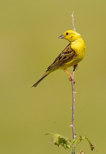 Zigolo giallo