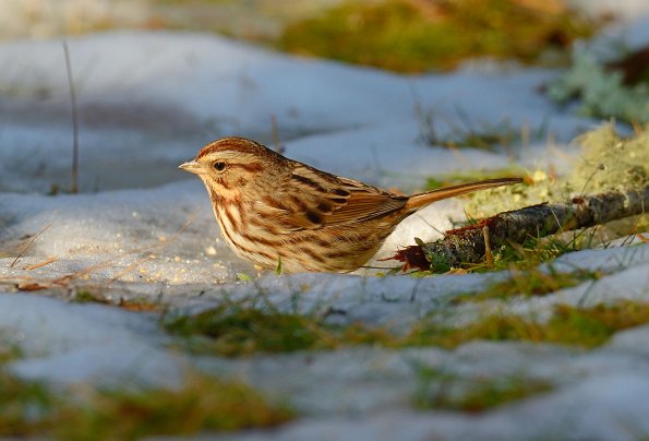 Song sparrow