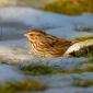 Song sparrow