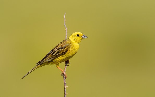Zigolo giallo