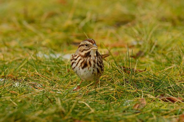 Song sparrow