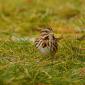 Song sparrow